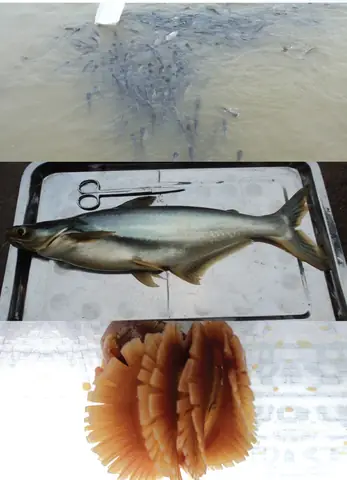 Thuốc Trị Bệnh Cá Tra