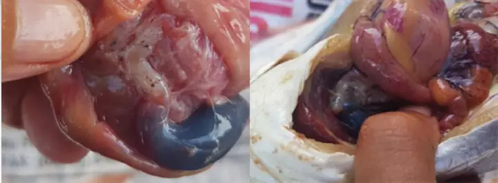 Thuốc Trị Bệnh Cá Tra