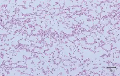 Chế Độ Dinh Dưỡng Hợp Lý