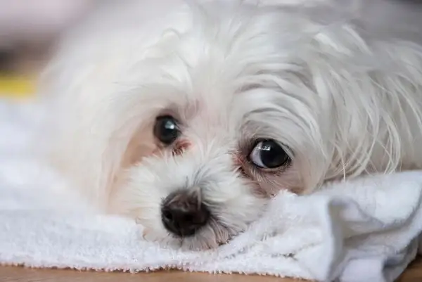 Dấu Hiệu Nhận Biết Bệnh Lý Chó Chảy Nước Mắt Dấu Hiệu Nhận Biết Bệnh Lý Chó Chảy Nước Mắt