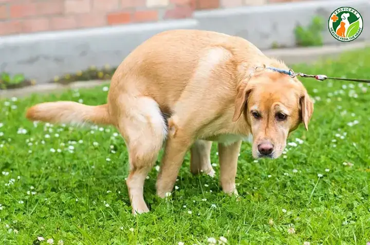 Làm Thế Nào Để Vệ Sinh Khu Vực Chó Ị Bậy Để Loại Bỏ Mùi?