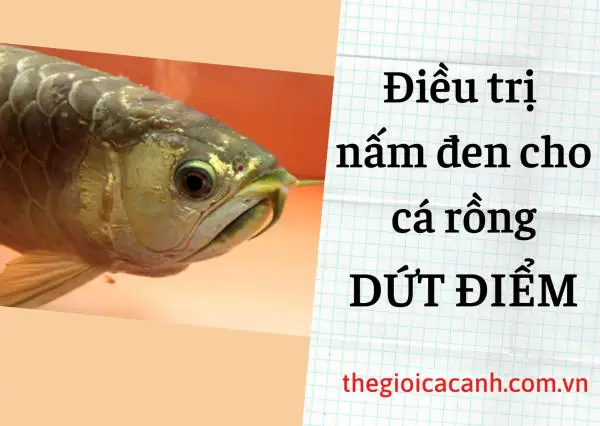 Trị Nấm Đen Cho Cá Rồng Dứt Điểm Chưa Bao Giờ Dễ Đến Thế