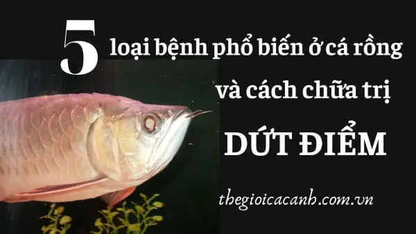 Loại Bệnh Phổ Biến Và Thuốc Trị Nấm Cá Rồng Dứt Điểm