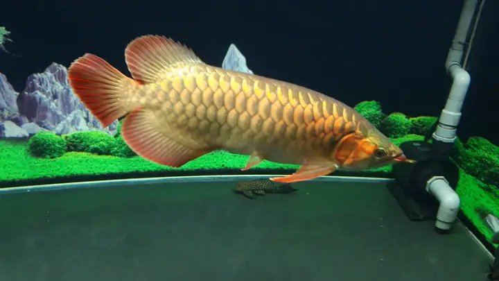 Cách Phân Biệt Bệnh Xuất Huyết Vảy Ở Cá Rồng