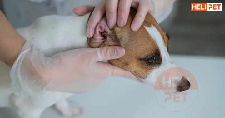 Các Lưu Ý Khi Sử Dụng Thuốc Trị Viêm Tai Chó