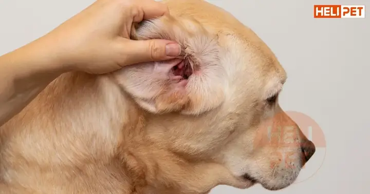 Biến Chứng Tái Phát