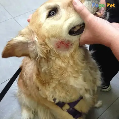 Một Số Lưu Ý Khi Sử Dụng Thuốc Bravecto Cho Chó