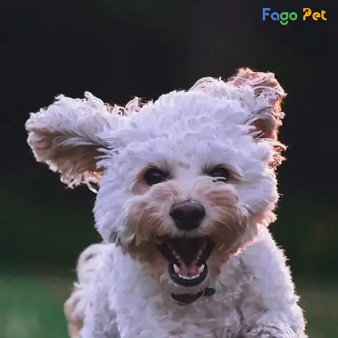 Ưu Điểm Thuốc Bravecto Cho Chó