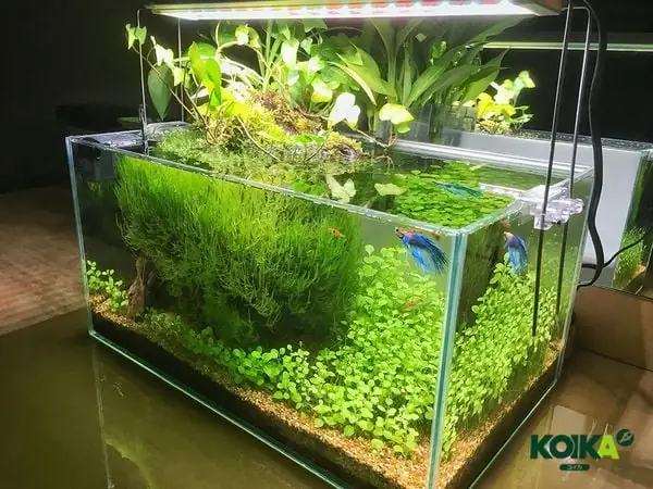 Sinh Làm Trong Nước Hồ Cá Và Khử Khí Độc Sinh Làm Trong Nước Hồ Cá Và Khử Khí Độc