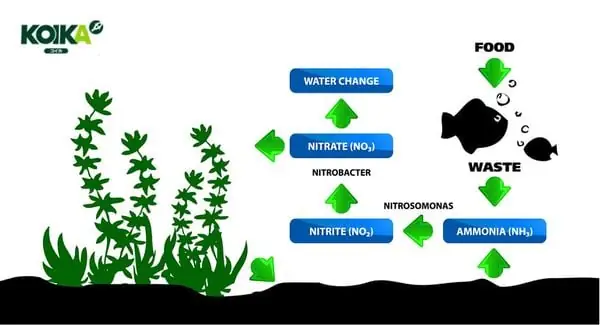 Sinh Làm Trong Nước Hồ Cá Và Khử Khí Độc Sinh Làm Trong Nước Hồ Cá Và Khử Khí Độc
