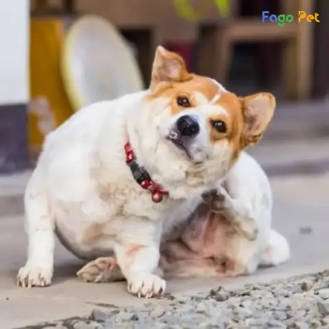 Thuốc Xịt Muỗi Có Diệt Được Ve Chó Không