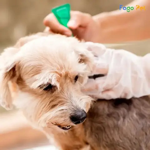 Các Loại Thuốc Xịt Diệt Ve Chó Tốt Nhất Hiện Nay