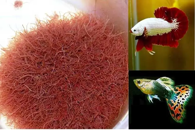 Thủy Trần Cho Cá Thủy Trần Cho Cá