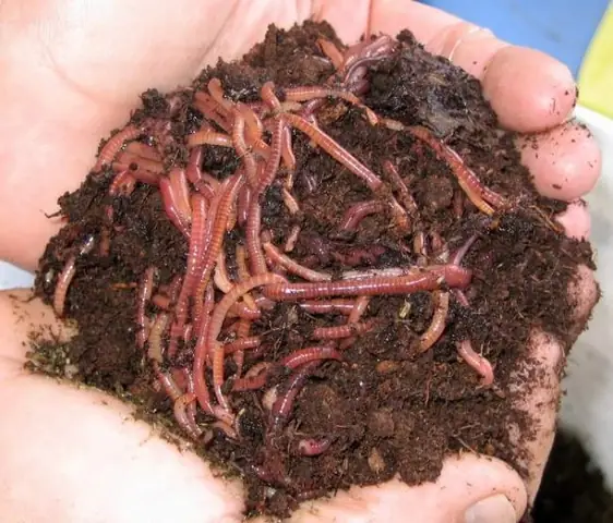 Thủy Trần Cho Cá Thủy Trần Cho Cá