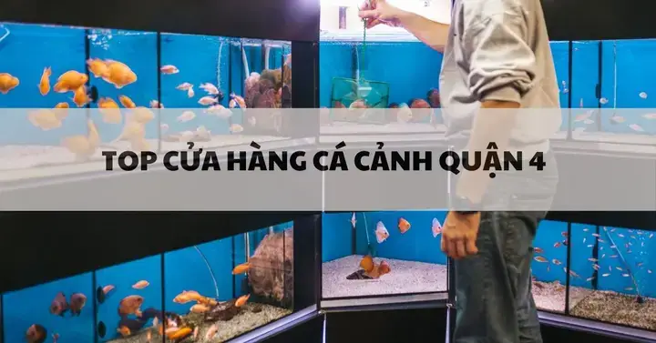 Khám Phá Tiệm Cá Cảnh Đường Nguyễn Thông: Thiên Đường Sinh Vật Cảnh Dưới Lòng Hà Nội
