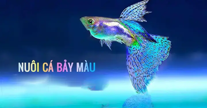 Hướng Dẫn Mua Cá Bảy Màu Ở Nha Trang: Từ A-z Cho Người Mới ...