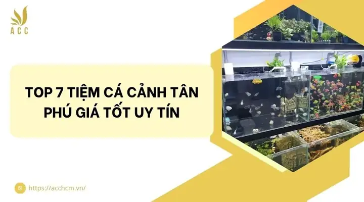 Top 7 Tiệm Cá Cảnh Tân Phú Giá Tốt Uy Tín
