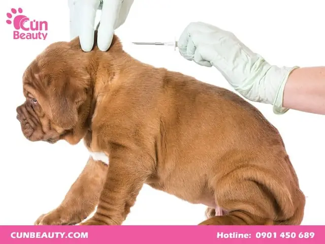 Những Cách Phòng Tránh Bệnh Dại Ở Chó Hiệu Quả