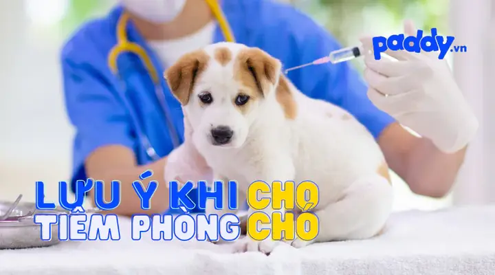 Những Chú Ý Khi Tiêm Phòng Cho Chó Những Chú Ý Khi Tiêm Phòng Cho Chó