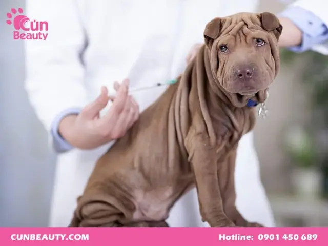 Tiêm Ở Dưới Da Thú Cưng