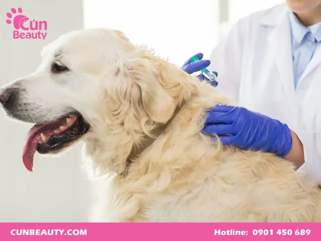 Lợi Ích Của Việc Tiêm Phòng Dại Cho Chó?