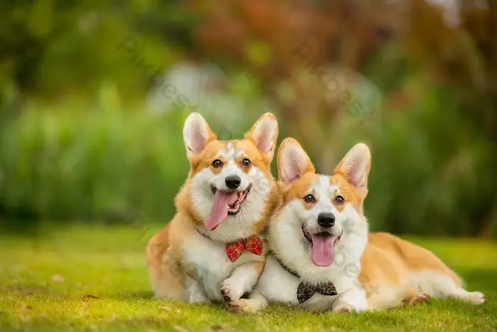 Tiếng Chó Sủa Dữ Dội Mp3: Hiểu Về Âm Thanh Cảnh Báo Và Bảo Vệ Lãnh Thổ Của Loài Chó