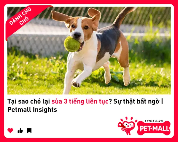 Làm Thế Nào Để Huấn Luyện Chó Bớt Sủa?