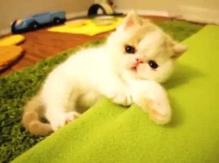 Vì Sao Mèo Biết Sủa Tiếng Chó, Tiếng Khỉ Kêu Và Tiếng Chim Hót?