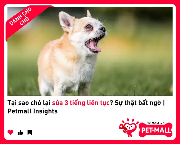 Các Quan Niệm Khác Về 3 Tiếng Sủa Của Chó: