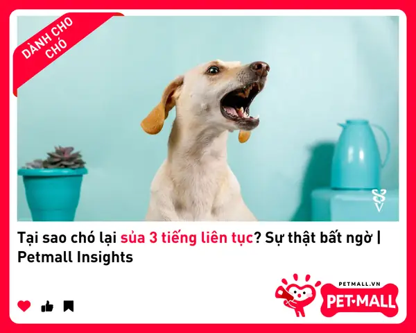 Vì Sao Chó Sủa 3 Tiếng Liên Tục?