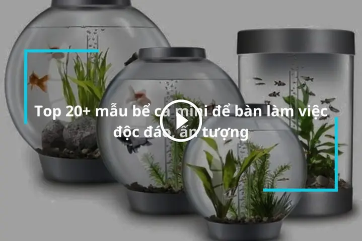 Top 20+ Mẫu Bể Cá Mini Để Bàn Làm Việc Đẹp Mắt, Ấn Tượng