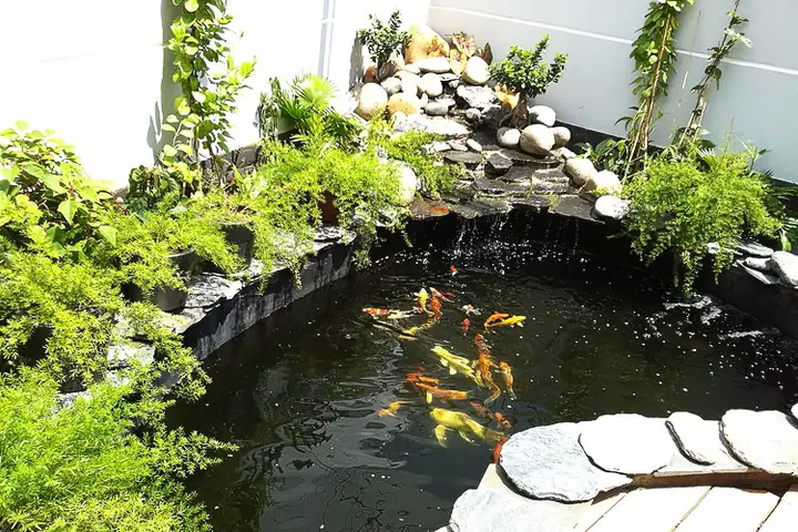 Tiểu Cảnh Hồ Cá Đẹp – Định Nghĩa, Giá Trị Và Ý Nghĩa Phong Thủy