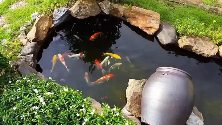 Tiểu Cảnh Hồ Cá Đẹp – Định Nghĩa, Giá Trị Và Ý Nghĩa Phong Thủy