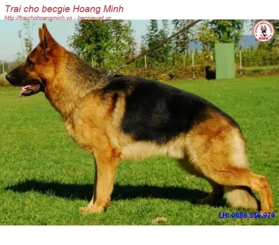 Phối Giống Chó Becgie Đức Thuần Chủng