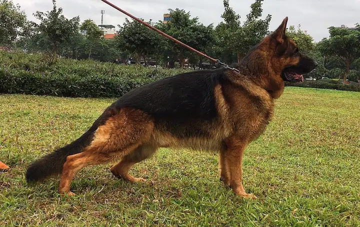 Lỗi Ở Răng Chó Becgie :