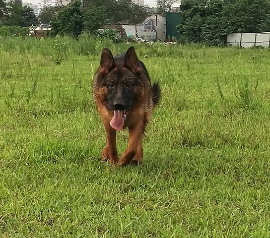 Các Lỗi Chó Becgie Đức Bị Loại Bỏ: