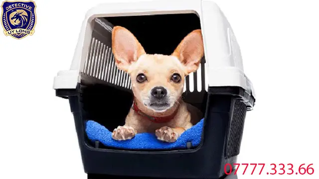 Dịch Vụ Tìm Chó Bị Bắt, Tìm Mèo Đi Lạc Mất Tích Cấp Tốc