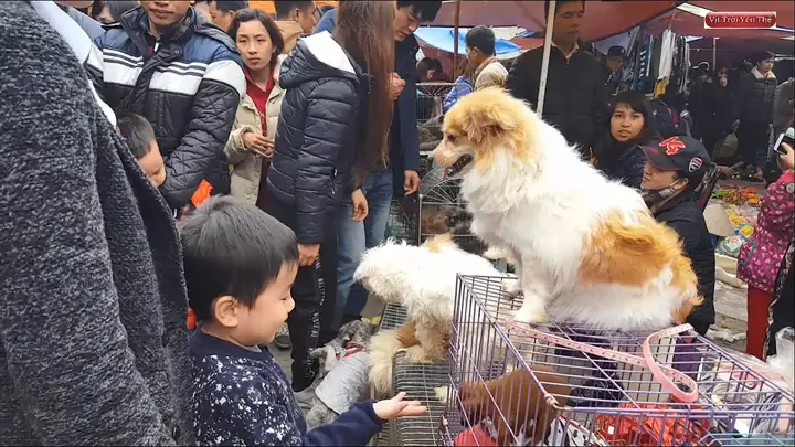 Tìm Chó Bị Bắt Trộm