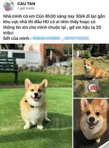 Tìm Chó Lạc Hải Phòng