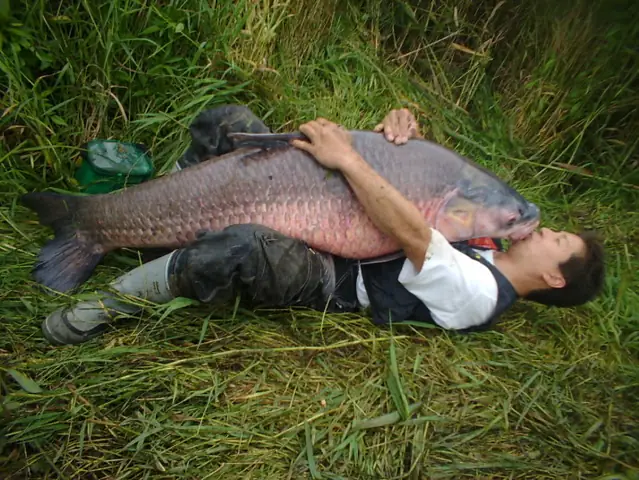 Tìm Hiểu Về Cá Trắm Đen Ăn Gì