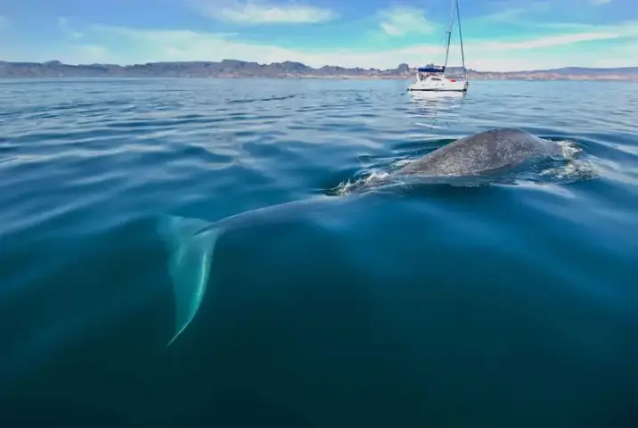 Một Số Hình Ảnh Cá Voi Xanh