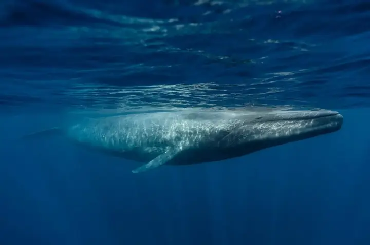 Tổng Quan Về Cá Voi Xanh