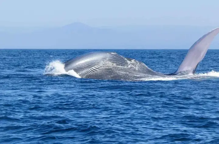 Một Số Hình Ảnh Cá Voi Xanh