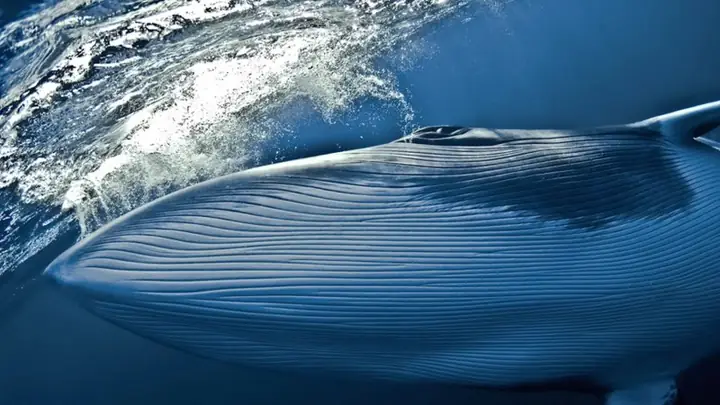 Tập Tính Sinh Sản