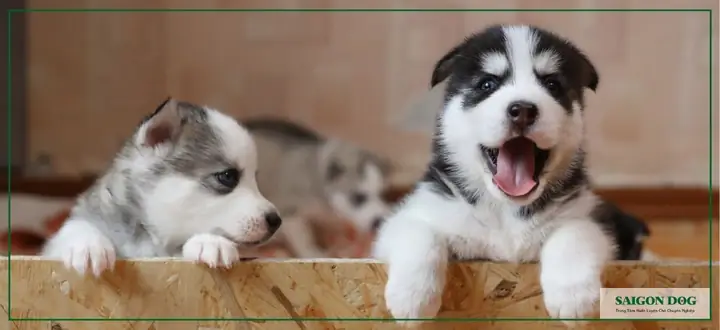 Cách Chăm Sóc Và Nuôi Dưỡng Chó Để Kéo Dài Tuổi Thọ