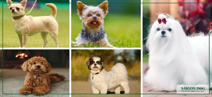 Các Giống Chó Có Tuổi Thọ Cao Nhất