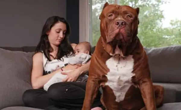 Đặc Điểm Tính Cách Của Chópitbull