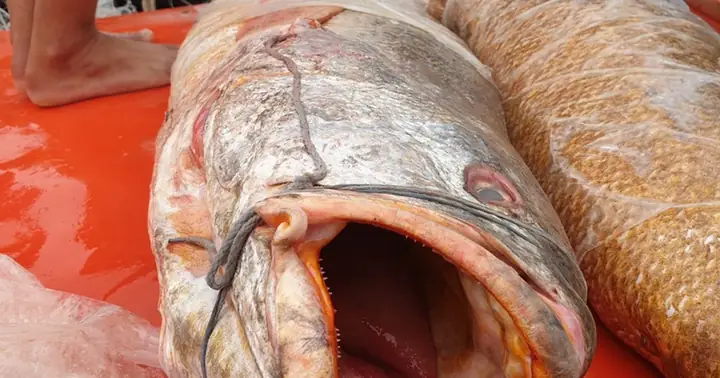 Chuyện Rất Hiếm Ở Đất Mũi, Cá Sủ Vàng 'khủng' Xuất Hiện Sau 30 Năm