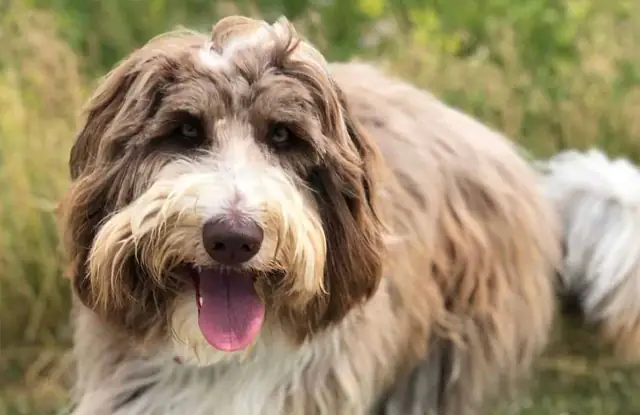 Chó Border Collie Mini Được Lai Tạo Như Thế Nào? Chó Border Collie Mini Được Lai Tạo Như Thế Nào?