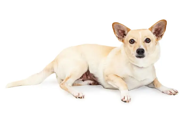 Chó Border Collie Mini Được Lai Tạo Như Thế Nào? Chó Border Collie Mini Được Lai Tạo Như Thế Nào?